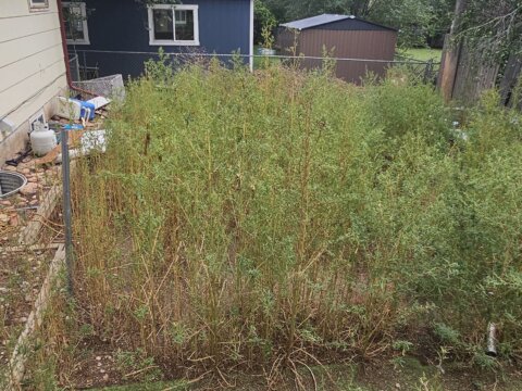 Prado Dr. Wholesale Back Yard