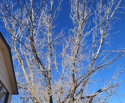 El Vereda Fountain CO Flip - Tree in Front