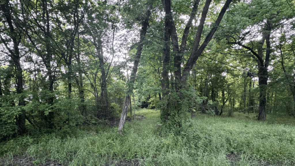 Shamrock Lands