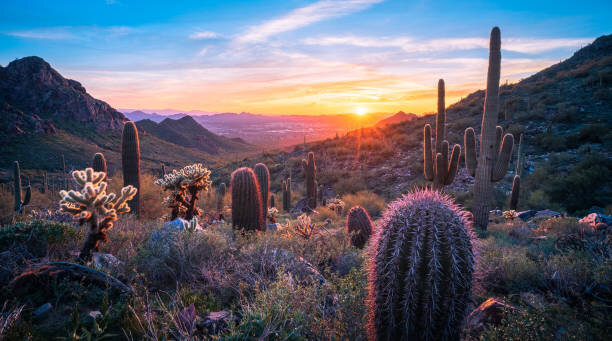 Sonoran Desert sunset with saguaro cactus and mountain views near Phoenix, Arizona