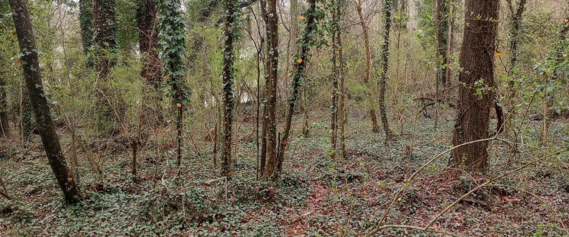 Georgia Land Buyers