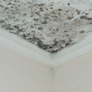 Disclosure Laws for Selling a Property with Mold in Alabama