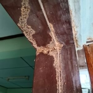 Can You Still Sell a House with Termite Damage in Ohio