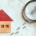 Can You Sell a Home Affected by Termites in Ohio
