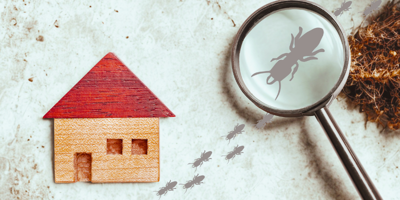 Can You Sell a Home Affected by Termites in Ohio