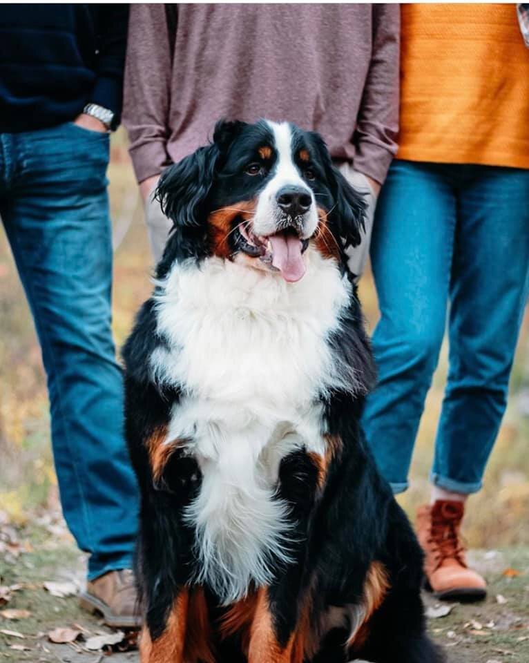 East Coast Home Buyers Dog