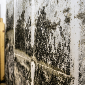 Sell a House With Mold Memphis