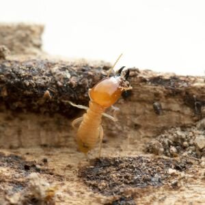 A Guide to Selling Your House With Termites In Tennessee