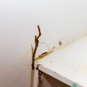 Steps to Sell a House With Termite Issues In Tennessee