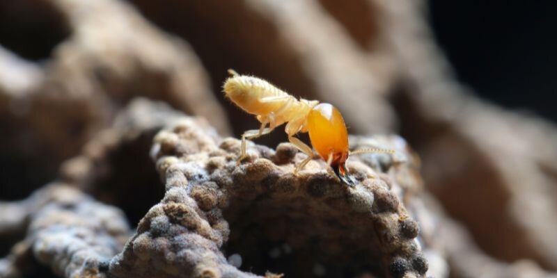 What You Should Know About Selling a House With Termites In [market_city]