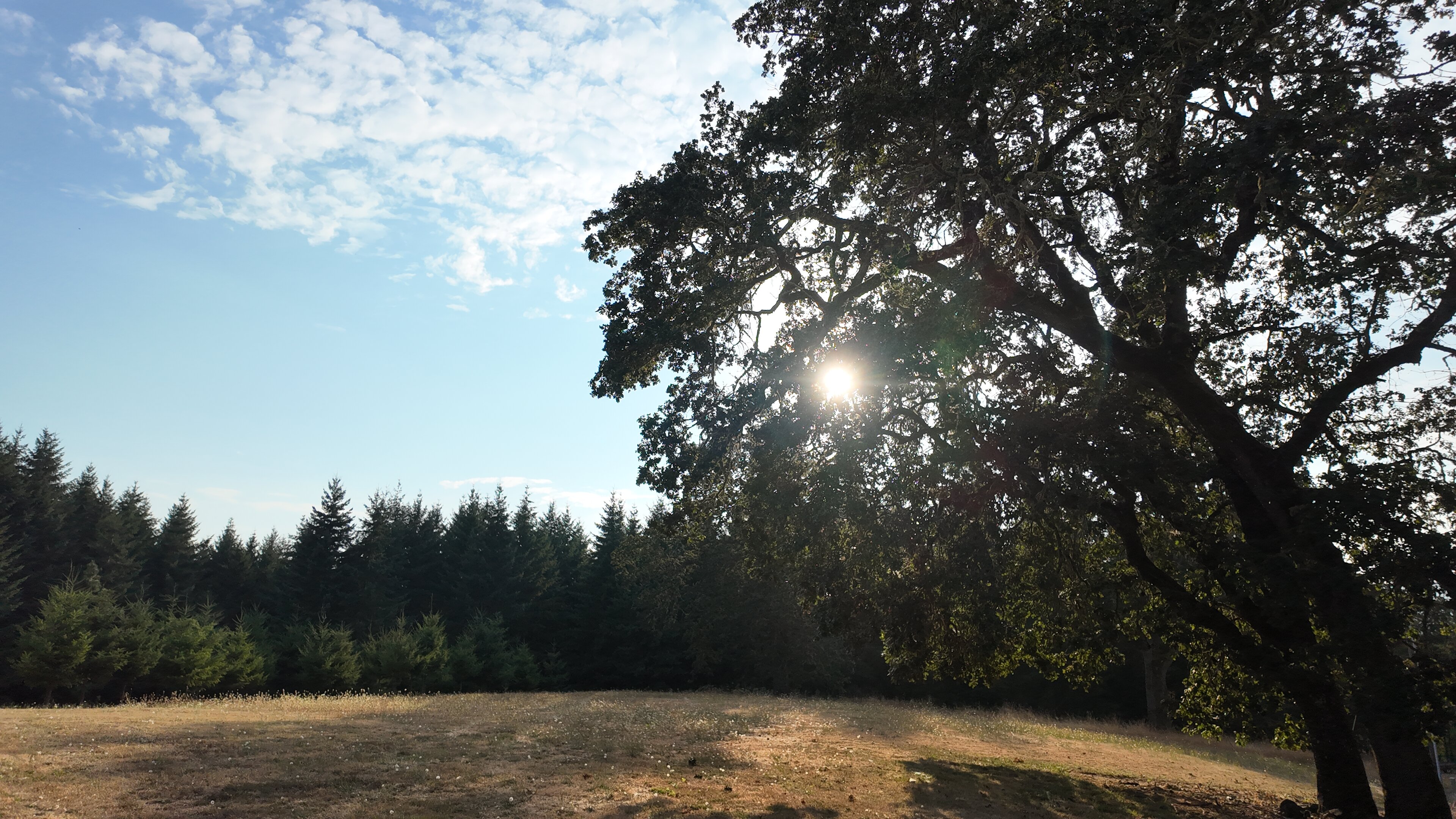 Timber Town Real Estate buys land like this one in Coos County, OR