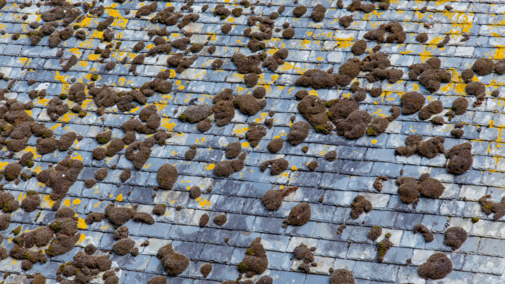 Moss growth on roof before soft wash Smith Mountain Lake and Roanoke VA
