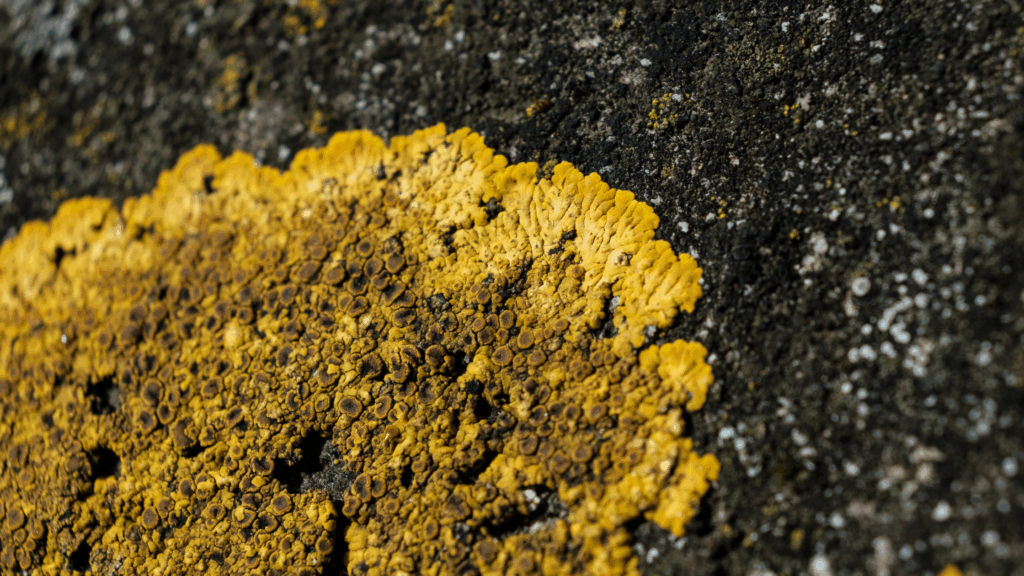 Lichen growth on roof before soft wash Smith Mountain Lake and Roanoke VA