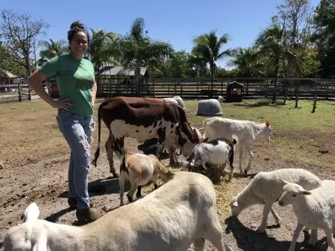 goats and volunteers at happy farm
