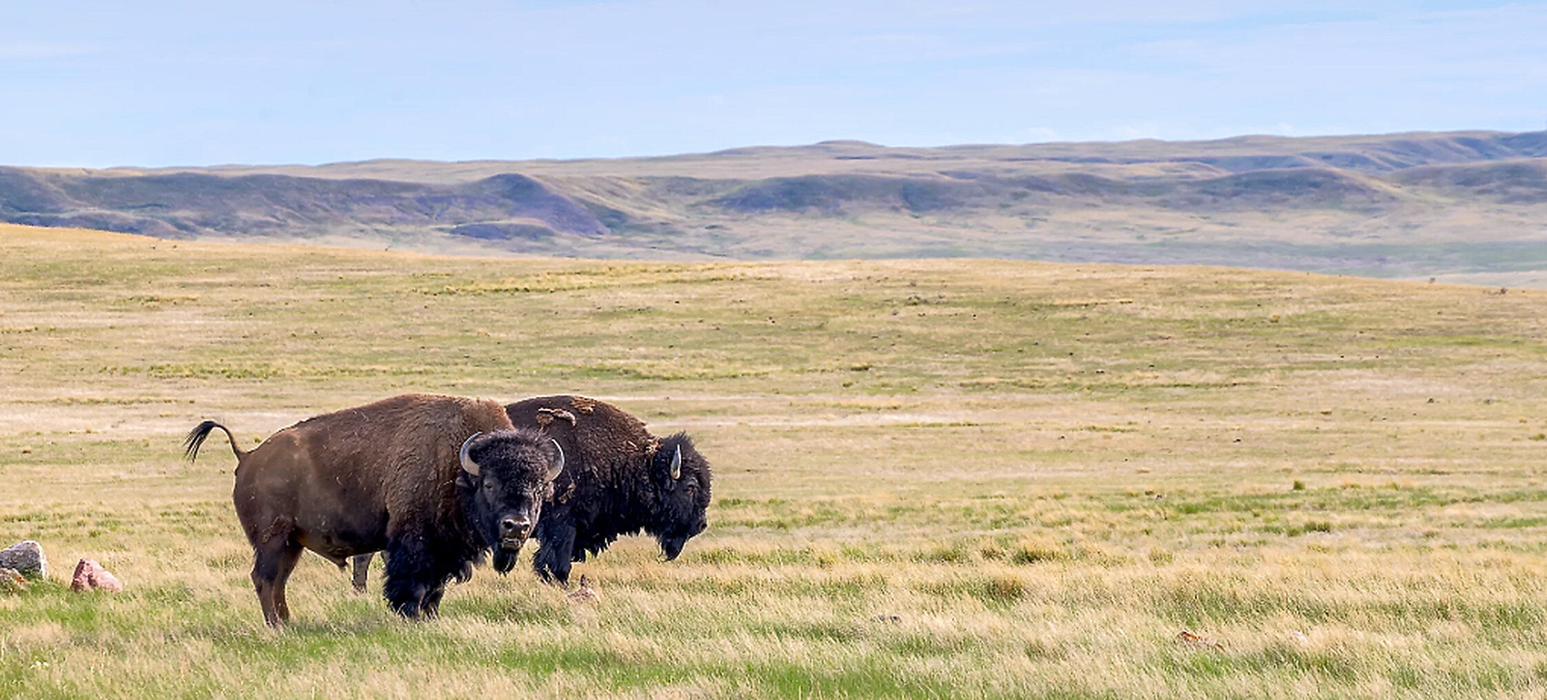 Native grasslands and prairie in Southern Saskatchewan