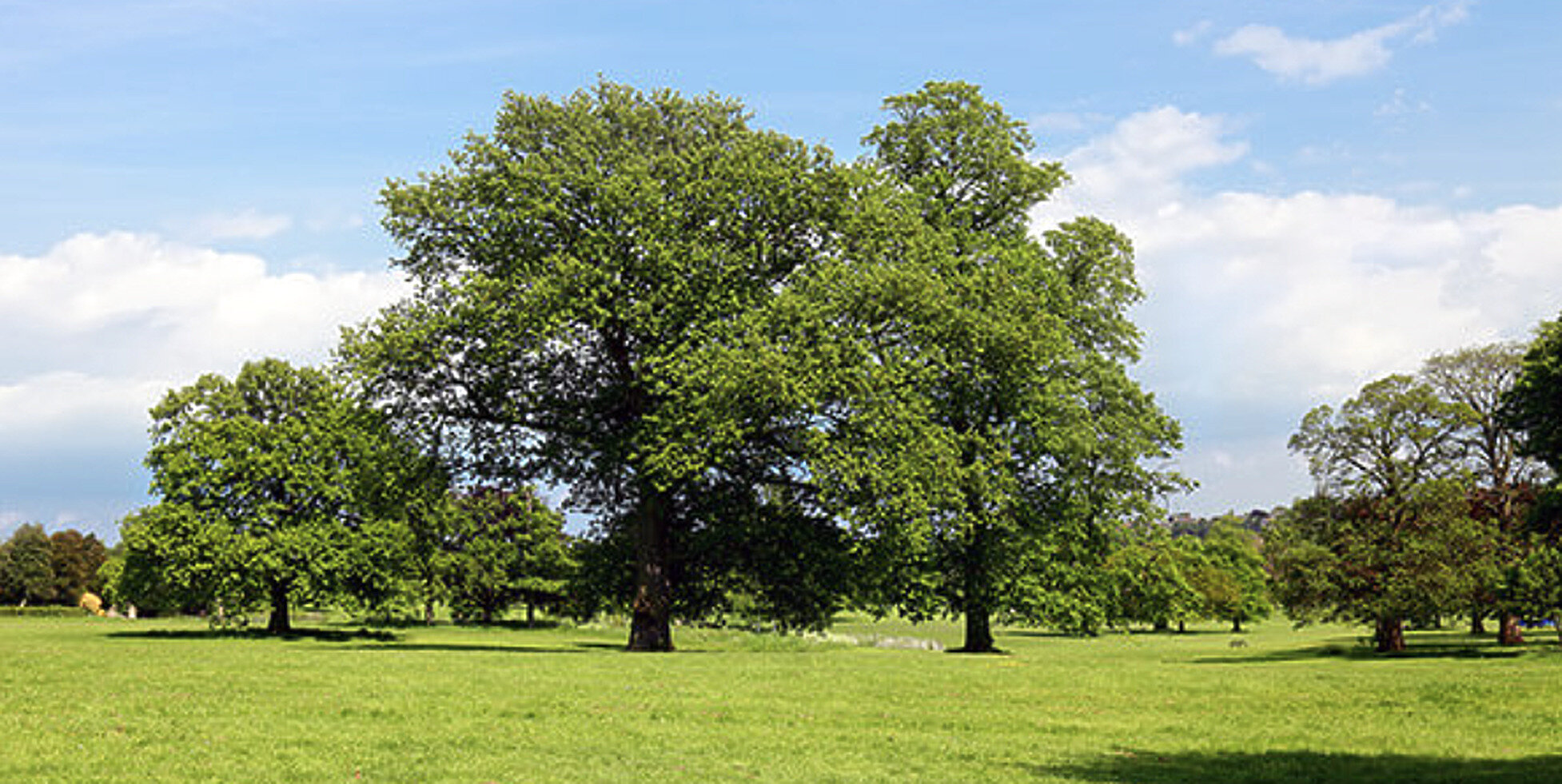 Green farm fields and mature trees in Eastern Ontario