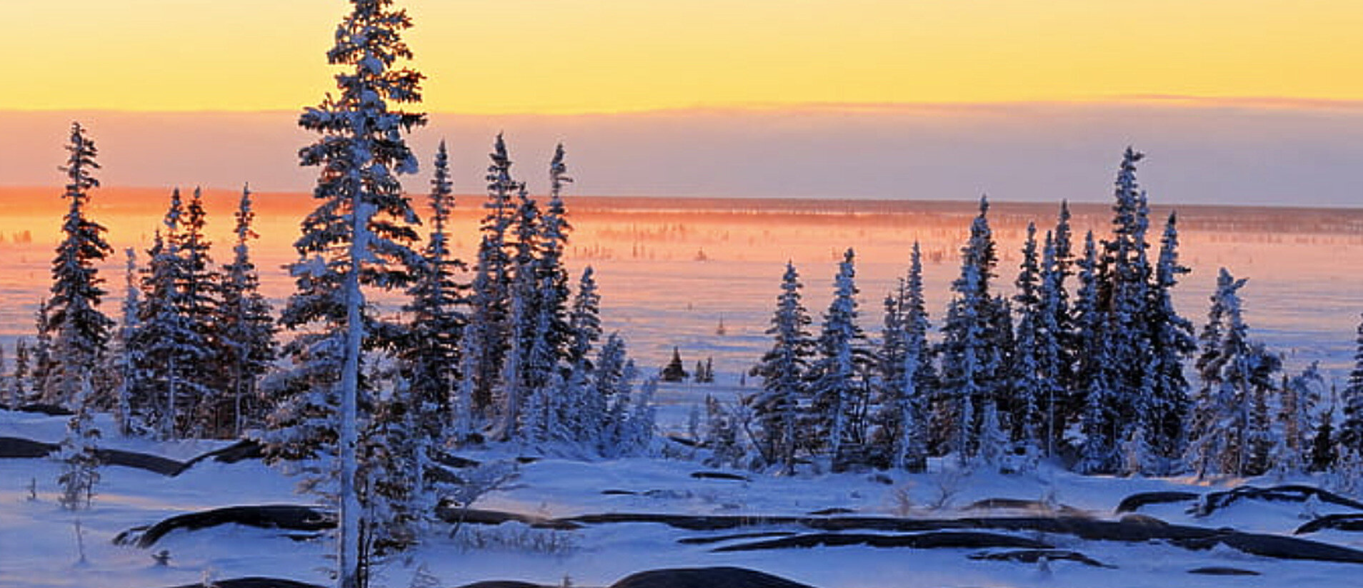 Snow covered spruce trees at sunset in northern Manitoba