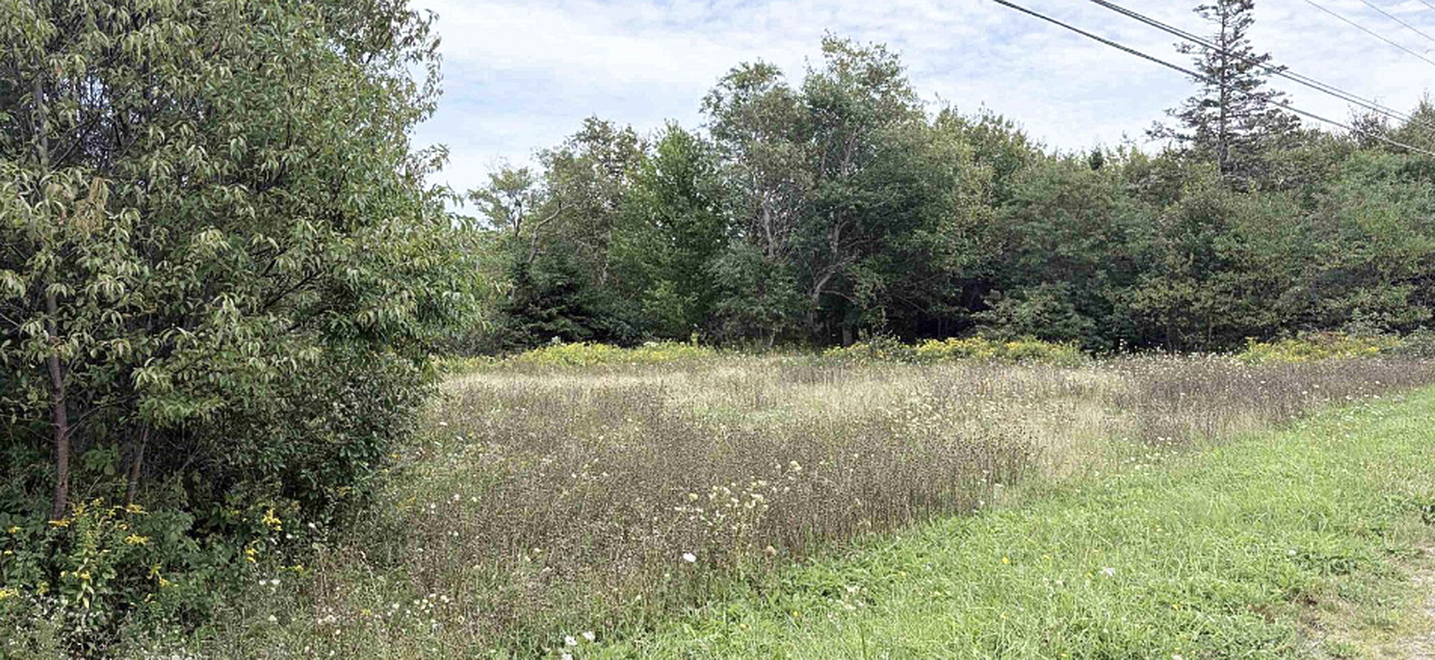 Overgrown rural land in Northern New Brunswick