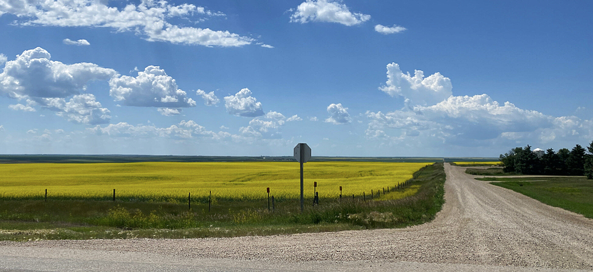 Gravel road beside a canola field on the Canadian prairies