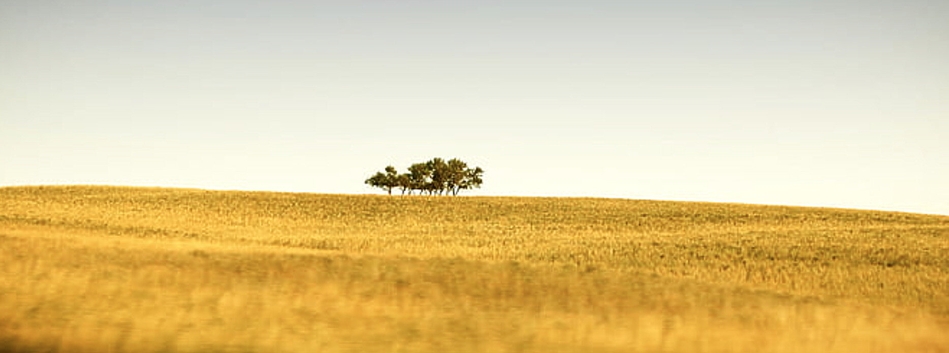 Golden prairie farmland in Central Saskatchewan